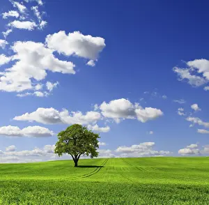 Green Countryside Scenery Prints: Green spring landscape