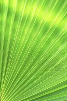 Deserted Jungle Scene Prints: Green texture of palm leaf. Space for your text