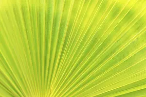 Deserted Jungle Scene Prints: Green texture of palm leaf. Space for your text