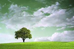 Oak Tree Landscape Prints: Green time