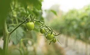 Tomato Nutrition Facts Prints: Green Tomatoes on the Vine