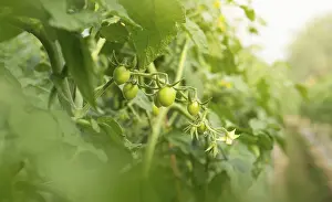 Fruit Vegetable Images Prints: Green Tomatoes on the Vine