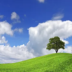Rural Ecology Prints: Green tree