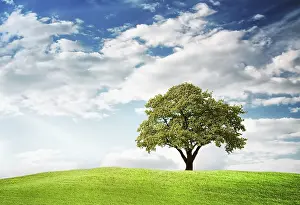 Deserted Agricultural Land Prints: Green tree
