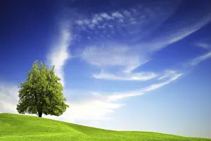 Fine Weather Conditions Prints: Green tree on blue sky