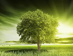 Agricultural Scene Prints: Green tree nature
