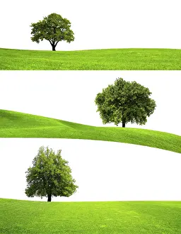 Plain White Background Photo Prints: Green tree nature