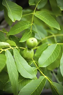 Agricultural Crops Prints: Green walnuts growing on a tree