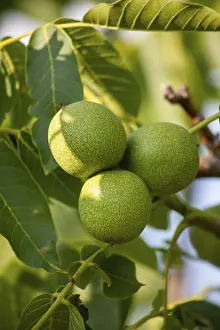 Green Walnuts Prints: Green walnuts on a tree close-up