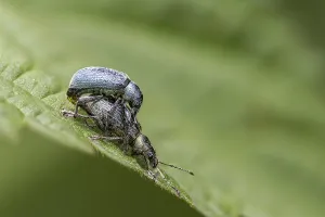 Images Dated 3rd June 2024: Green Weevils Print