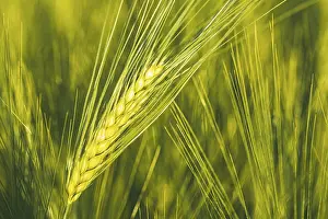 Selective Focus Photography Prints: Green wheat on the field in spring