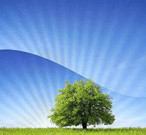 Deserted Deciduous Tree Scene Prints: Green World