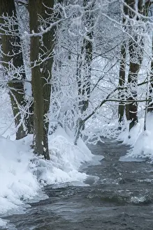 Thuringia Winter Landscape Prints: Greiz, Thuringia, Triebitzbach