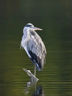 Prints of A grey heron, Umminger See, Bochum, Ruhrpott, North Rhine-Westphalia, Germany A grey heron, mminger See, Bochum, Ruhrpott, North Rhine-Westphalia, Germany Bochum Prints: A Grey Heron Print, Umminger See, Germany