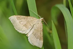 Lepidopteran Insects In Nature Prints: Grey moth sitting in the grass