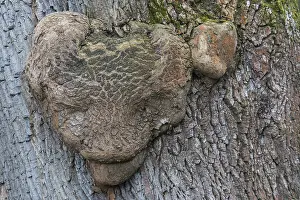 No People In Nature Scenes Prints: Grotesque deformity of a tree trunk