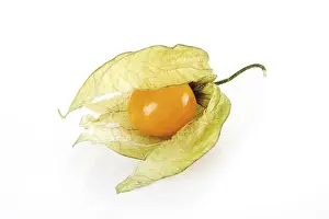 Ground Cherry Nutrition Prints: Groundcherry (Physalis)