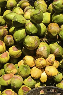 Uninhabited Tropical Landscape Prints: Group of coconuts