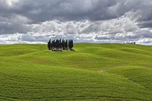 Val D'Orcia Scenery Prints: Group of Cypresses in cornfield