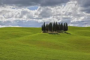 Italian Countryside Views Prints: Group of Cypresses in cornfield