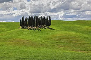 Val D'Orcia Scenery Prints: Group of Cypresses in cornfield