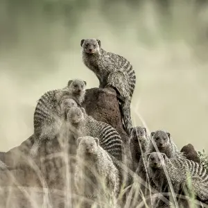 Carnivorous Mammals Prints: Group of mangooses looking at the camera