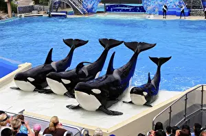 Killer Whale Show Prints: A group of orcas is presented at a show at the edge of a pool