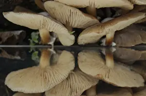 Flammulina Velutipes Prints: Group of pale brown toadstools