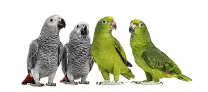 Studio Shot Birds Prints: Group of parrots