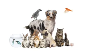 Cute Animals Prints: Group of pets posing around an australian shepherd
