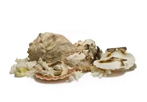 Underwater World Scene Prints: Group of sea shells and corals isolated