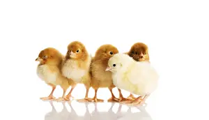 White Background Animal Photos Prints: Group of small chicks. Isolated on white