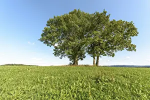 Prints of Group of trees in a meadow in clear, sunny weather. Jura, France Jura Prints: Jura Meadow Landscape Print - France