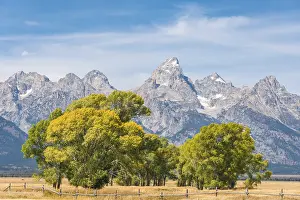 Wyoming Landscape Photography Prints: Group of trees in front of the Teton Range