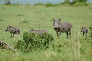 Prints of A group of warthogs graze on a vast, green expanse in peaceful surroundings, warthog (Phacochoerus africanus), Masai Mara National Reserve, Narok County, Kenya Suidae Prints: Warthog Grazing Print, Masai Mara National Reserve, Kenya