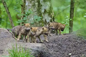 Young Animals In Nature Prints: A group of wolf cubs curiously explore the forest floor in the background