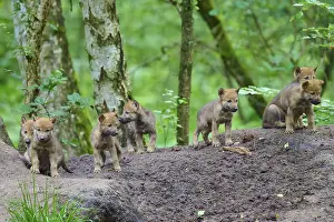Wolf Cubs In Forest Prints: A group of wolf cubs are exploring the area under the trees in the forest