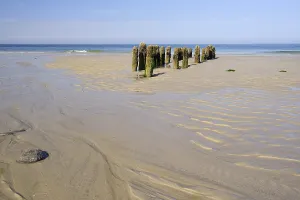 Coastal Protection Germany Prints: Groynes covered with Algae, low tide