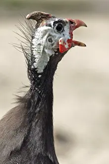 Prints of Guineafowl Guineafowl Prints: Guineafowl Print - Image of a Guineafowl Bird