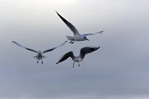 Seagulls In Flight Prints: Gulls in the flight in the wild