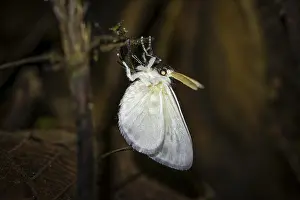 Primeval Forest Atmosphere Prints: Hairy white moth, moth on a stem