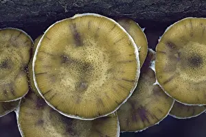 Gilled Mushrooms Prints: Hallimasch