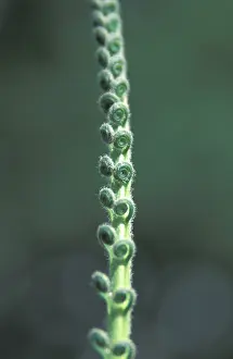 Nature Photography Formats Prints: Halm with rolled leafs