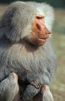 African Wildlife Photos Prints: Hamadryas baboon