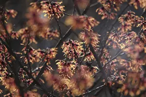 German Federal Republic Florals Prints: Hamamelis, winter, Germany