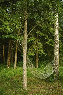 Natural Environment Image Prints: Hammock is strung between two trees in thick forest