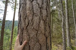 Coniferous Tree Scenery Prints: Hand on duck pine in the forest