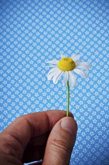 Framed Print : Delicate Daisy Print on Blue Background Framed Print : Delicate Daisy Print on Blue Background