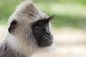 World Heritage Site Animals Prints: Hanuman langur (Semnopithecus sp)