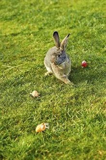 Young Rabbit Prints: Happy easter bunny